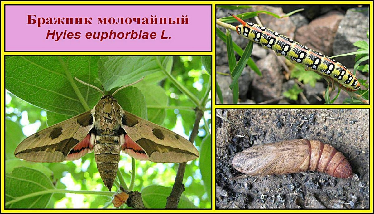 Бабочка Бражник молочайный