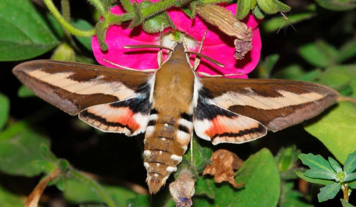 Глазчатый Бражник бабочка