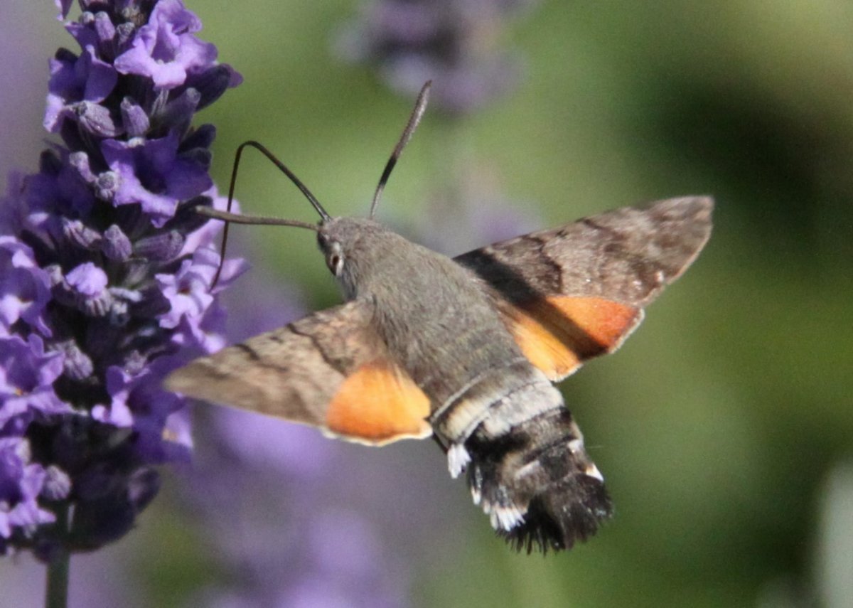 Винный Бражник Крымский