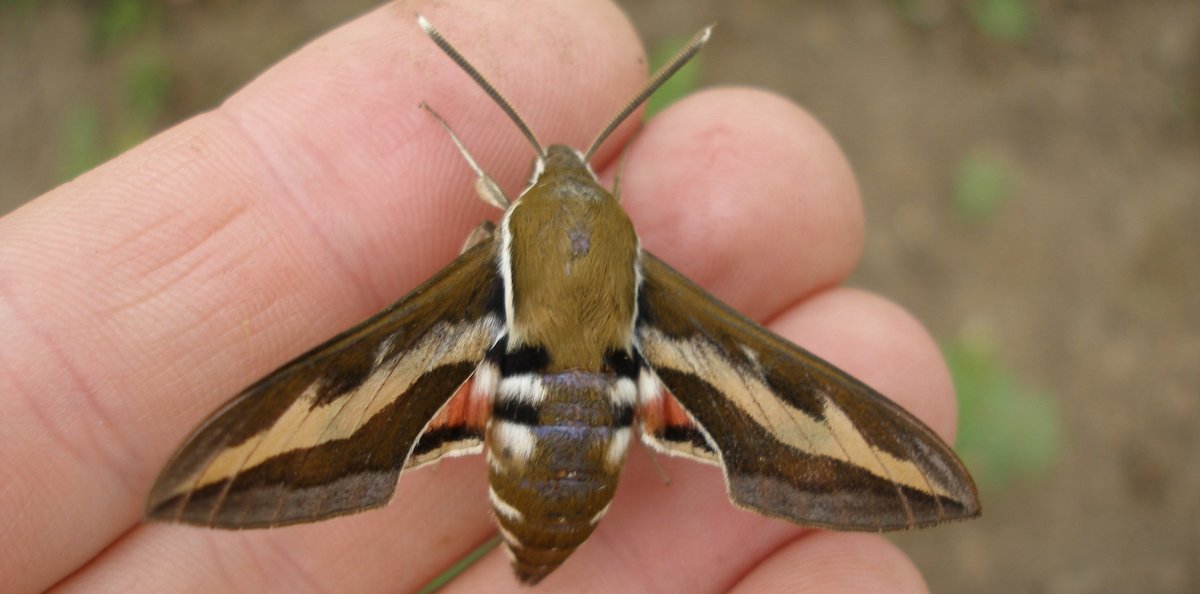 Hyles gallii Бражник подмаренниковый