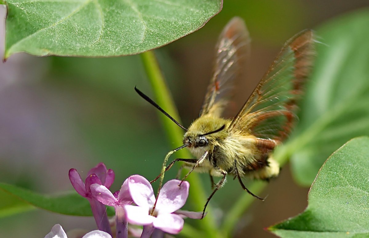 Бражник шмелевидный