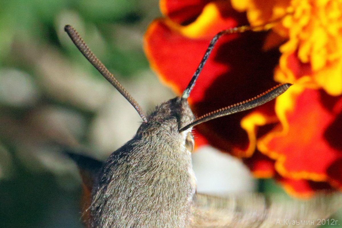 Бабочка Бражник-хоботник