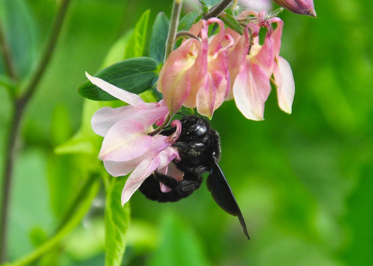 Языкан обыкновенный