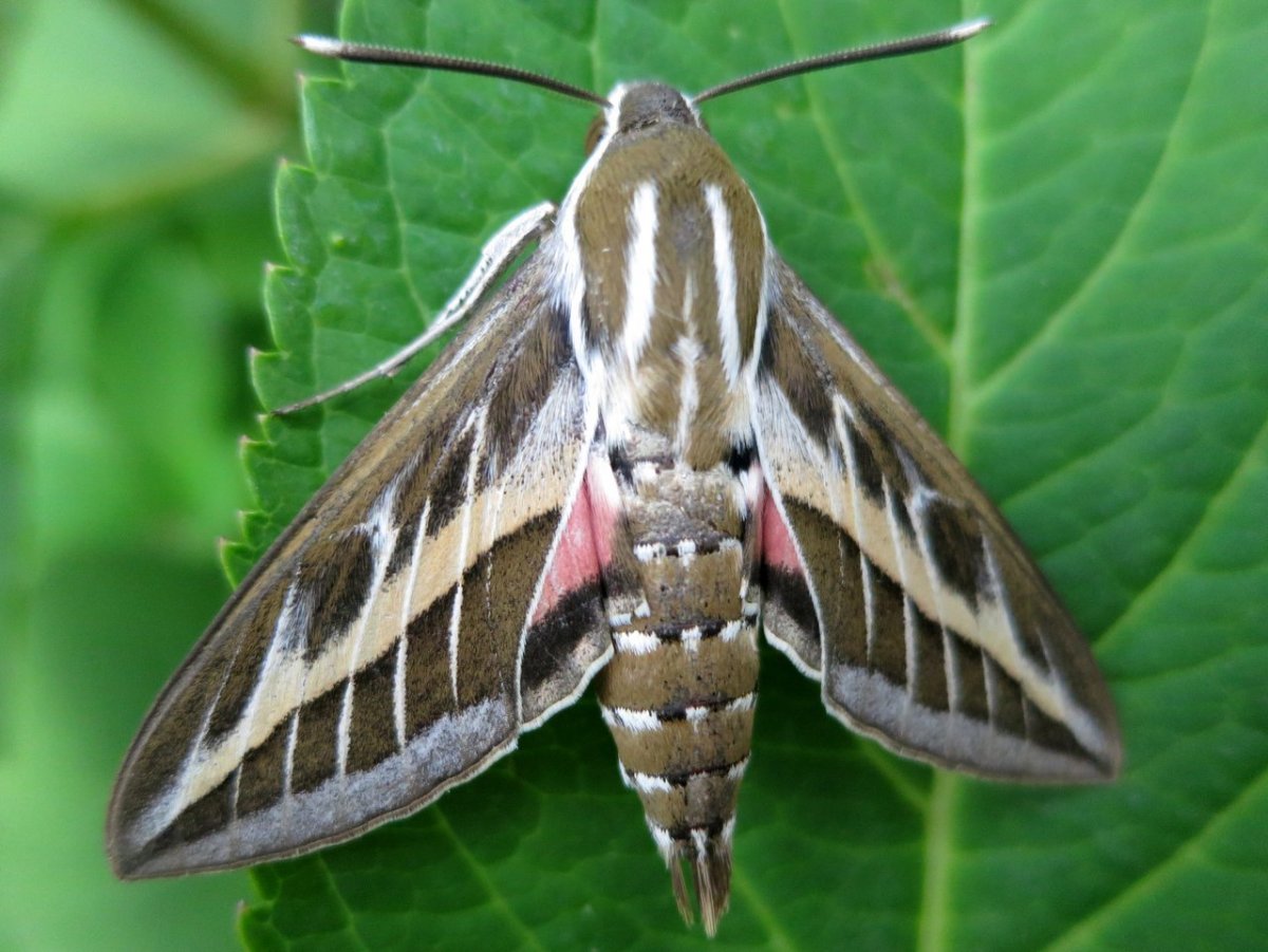 Бражник олеандровый (Daphnis nerii) гусеница
