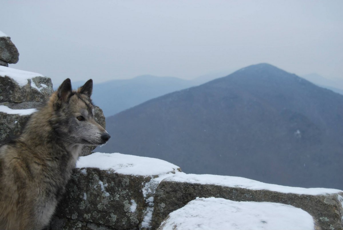 Волк в горах Кавказа
