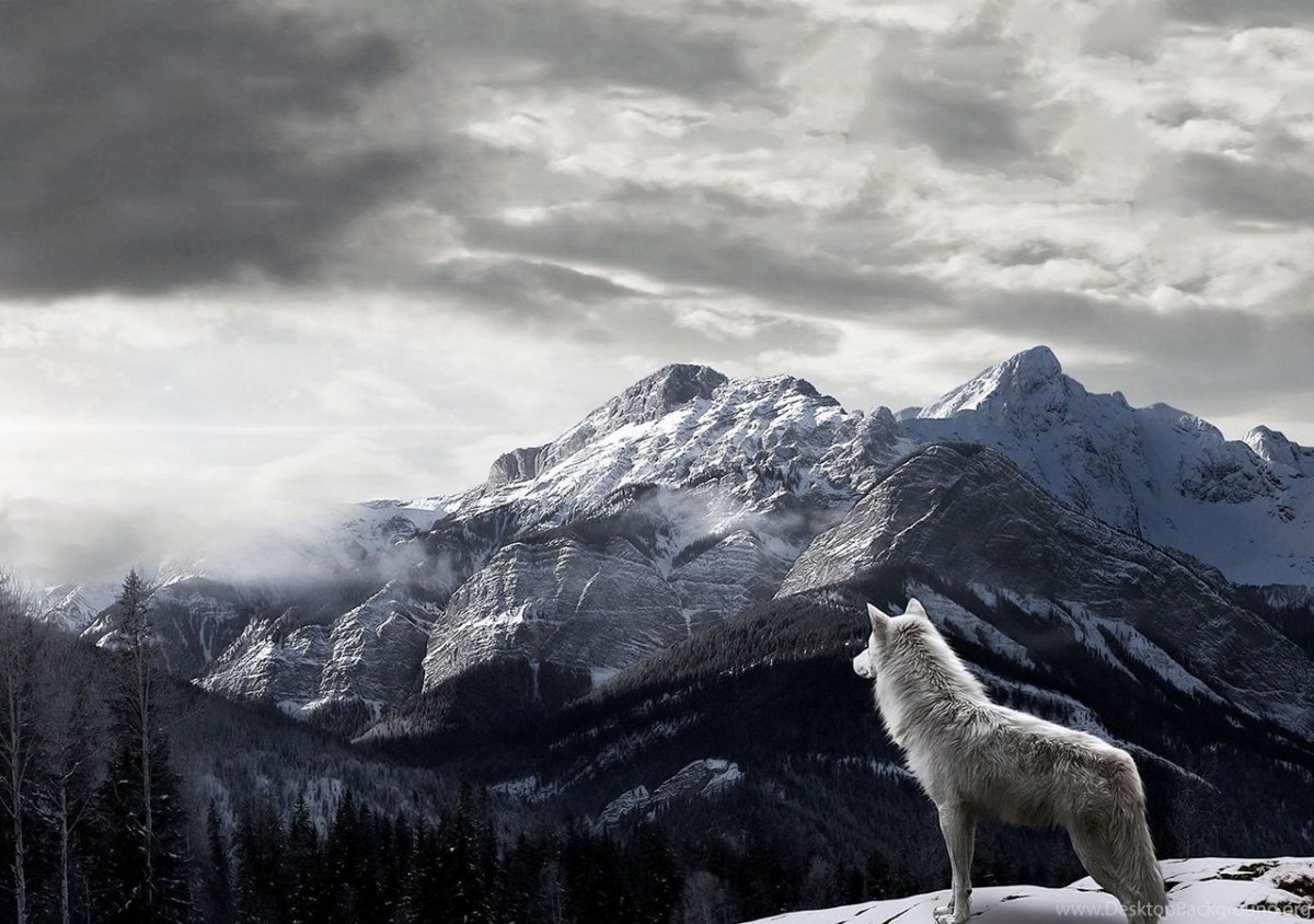 Волк на рабочий стол