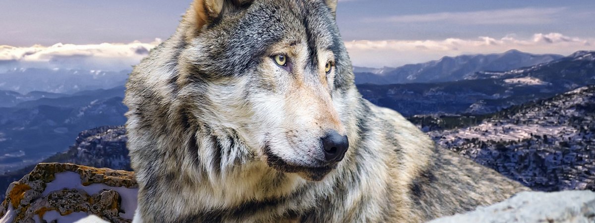 Фото волка на фоне гор