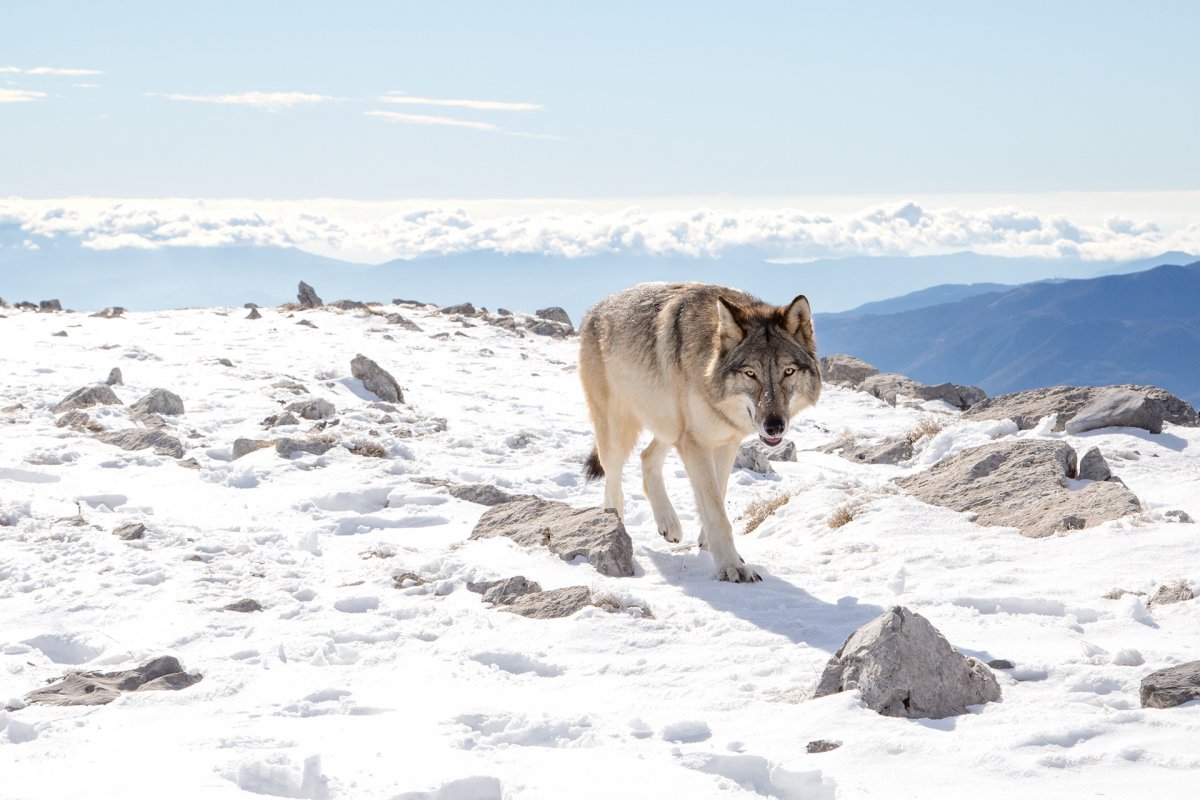 Волки в горах