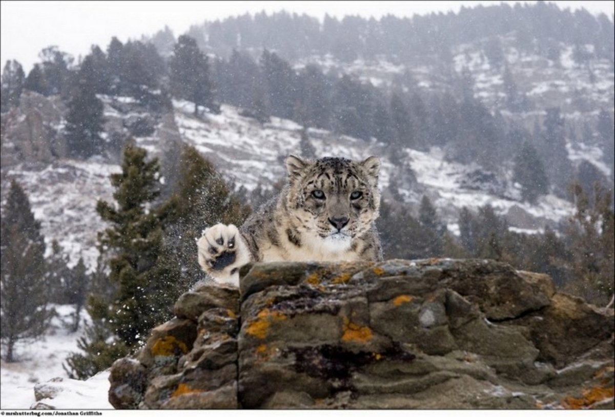 Джунгарские Барсы