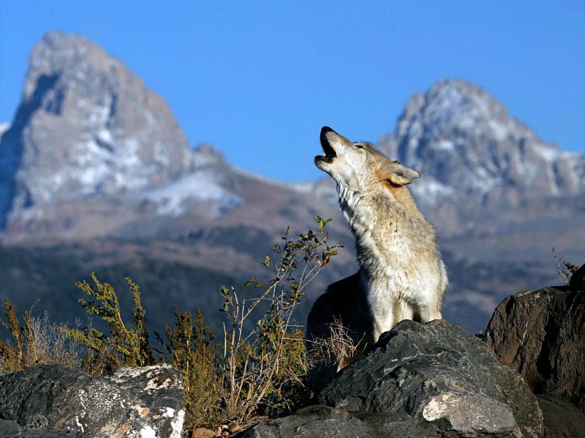 Карпатский волк
