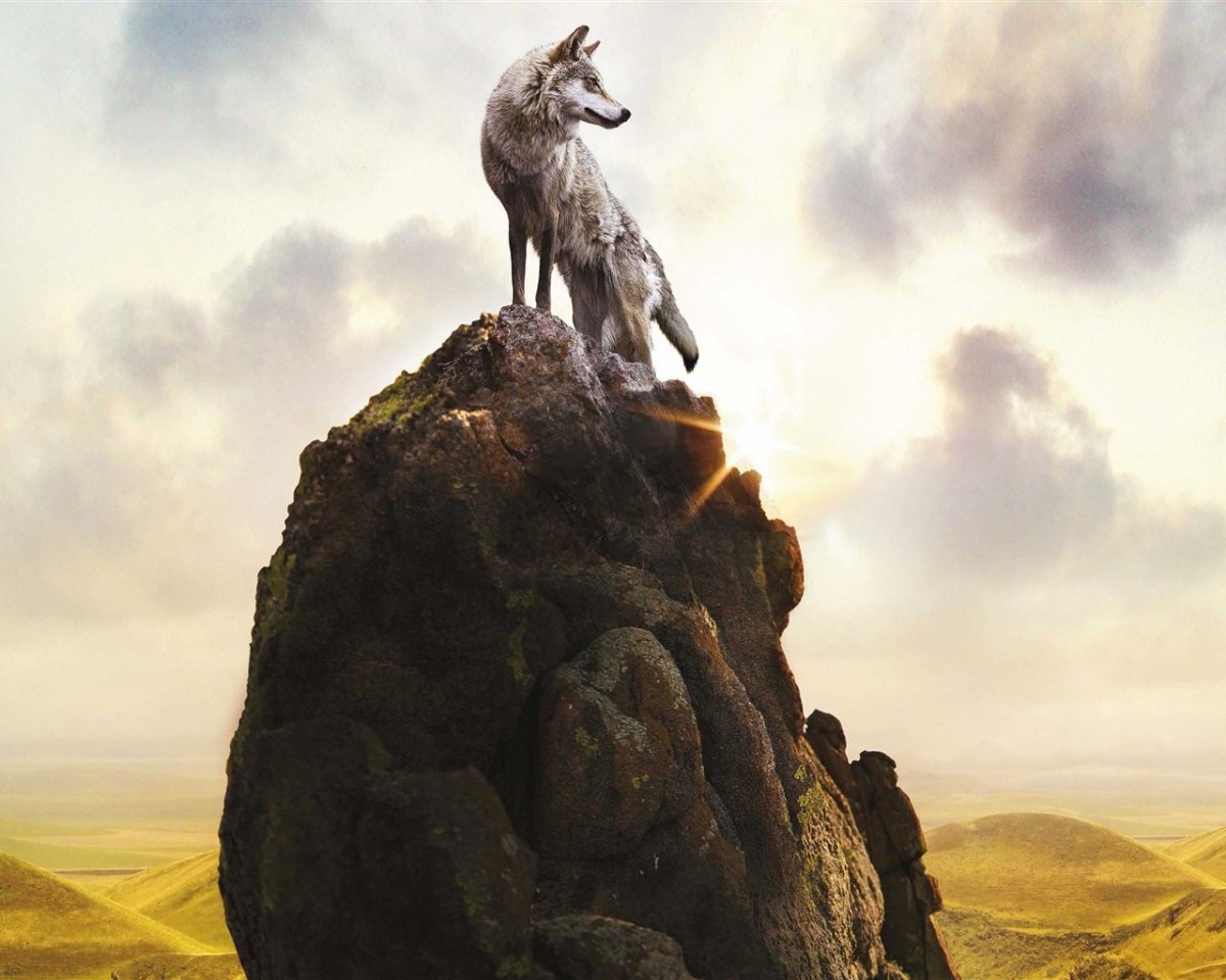 Волк на Холме