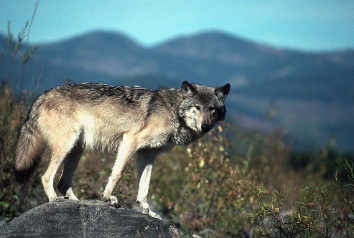 Волки Западного Кавказа