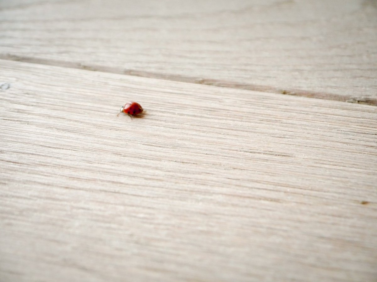 Маленький красный жучок