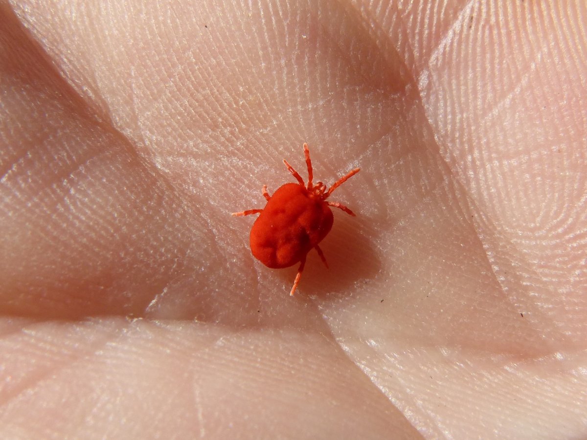 Маленькое красное насекомое