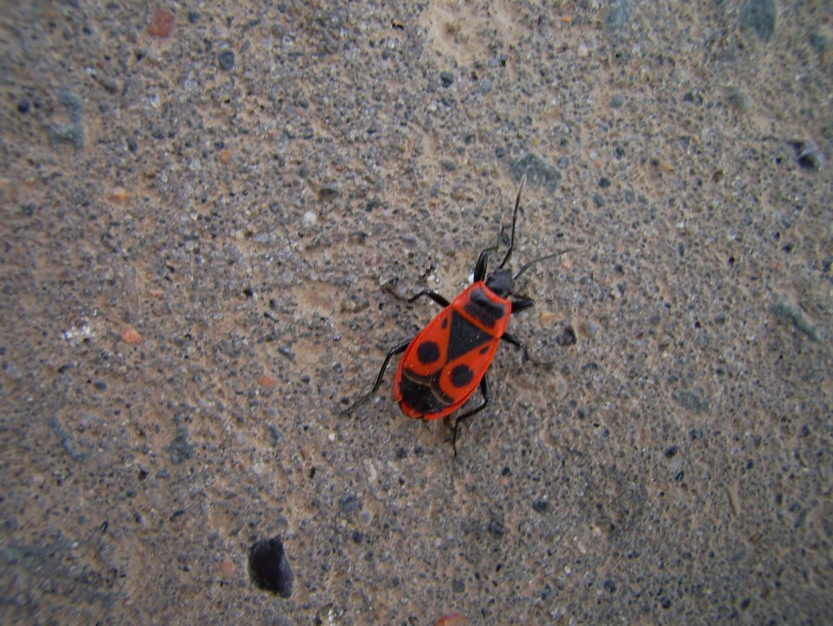 Клоп солдатик желтый