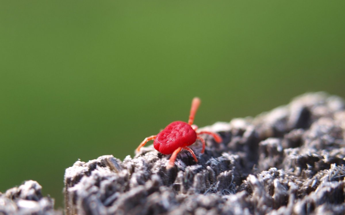 Красный маленький Жук