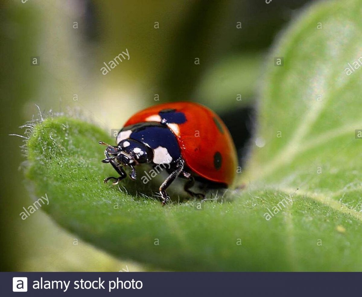 Жук Божья коровка