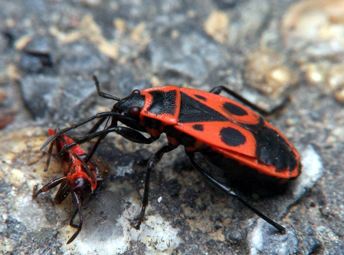 Клоп-солдатик – Pyrrhocoris apterus
