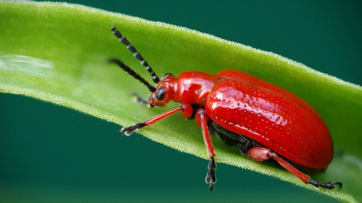 Жук трещалка двенадцатиточечная