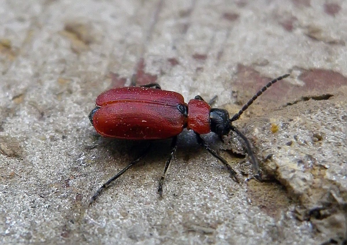 Жук пискунчик