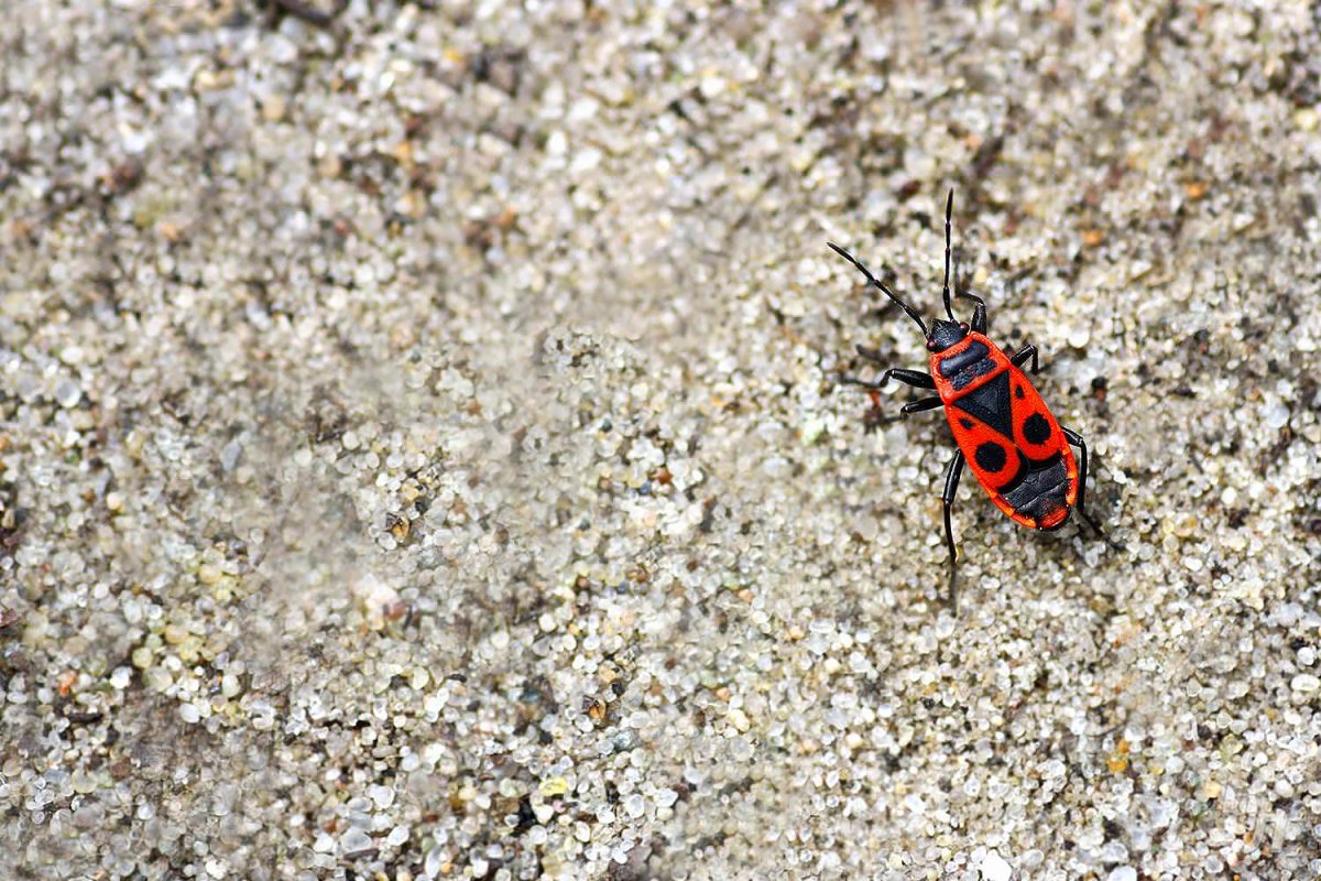 Жук красноклоп солдатик