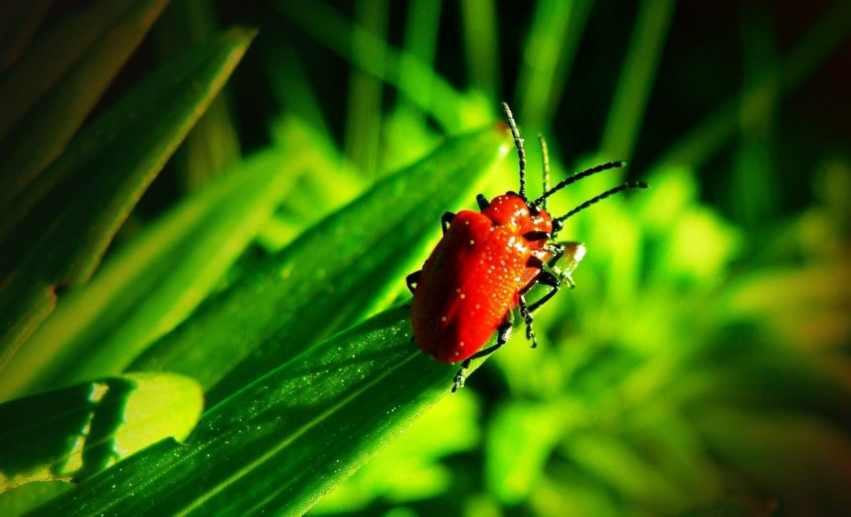 Жучок в траве