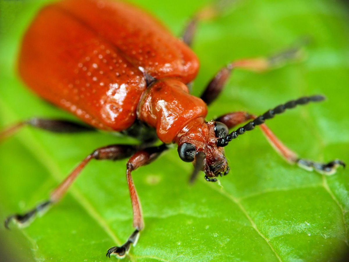 Красный лилиевый Жук