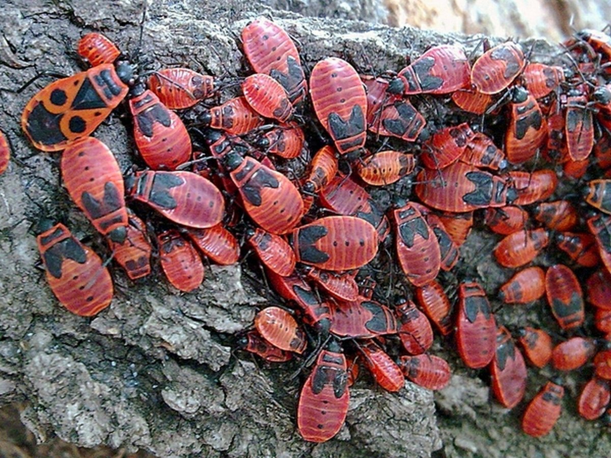 Жук клоп солдатик коричневый