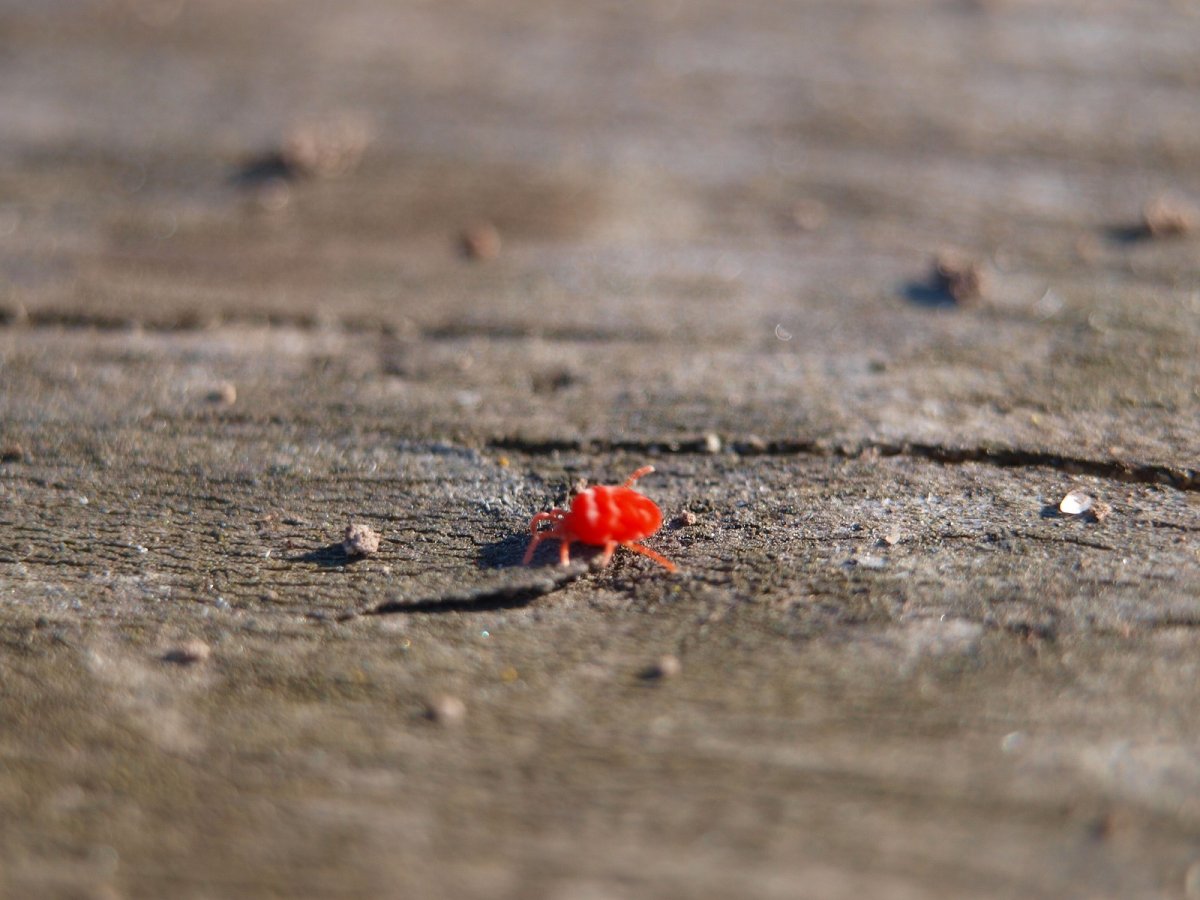 Маленькие красные жучки