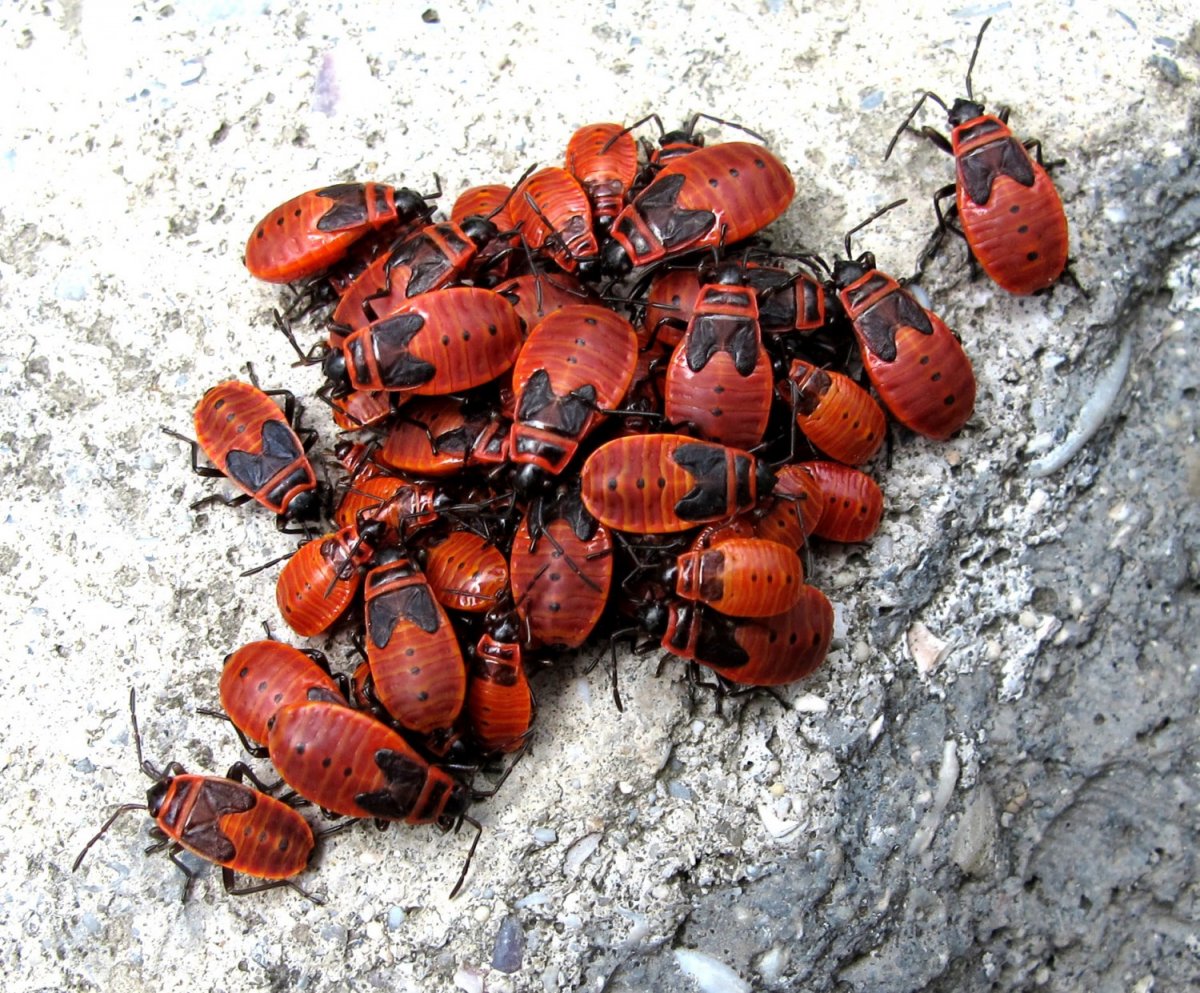 Красные жучки в земле