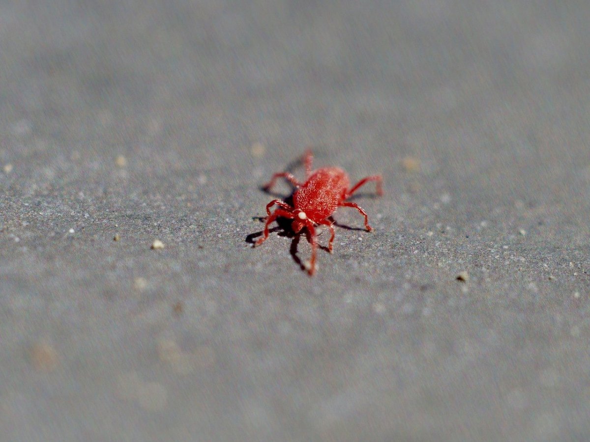 Красный паук клещ