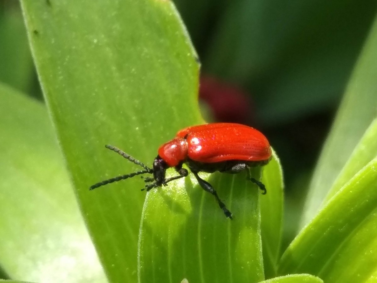 Листоеды и трещалки