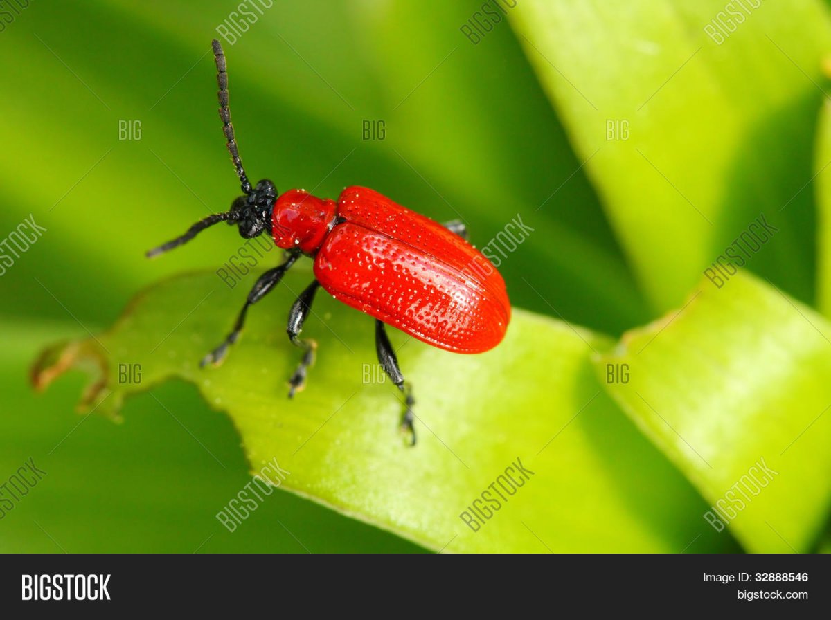 Жук долгоносик оранжевый