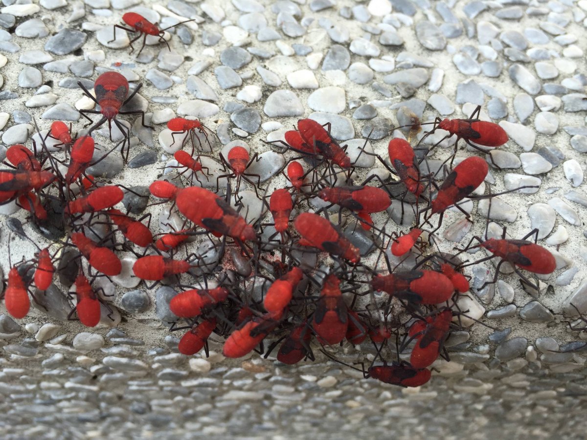 Красные насекомые