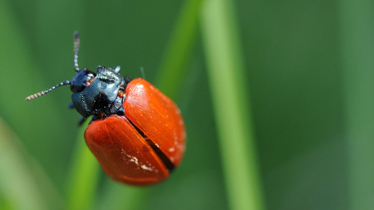 Букашки Божья коровка