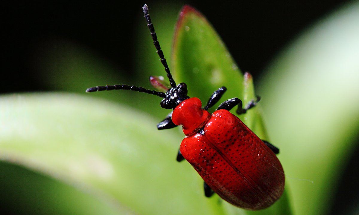 Красный лилейный Жук