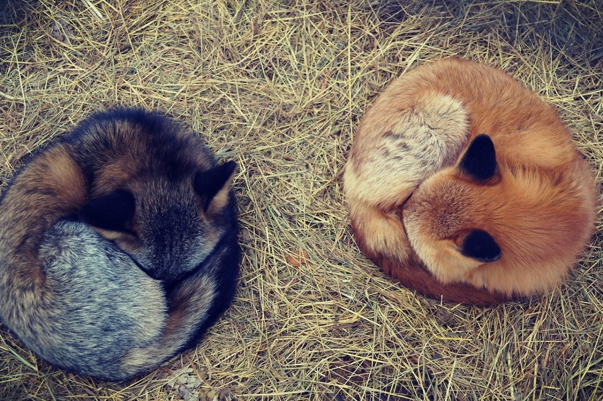 Спящие животные