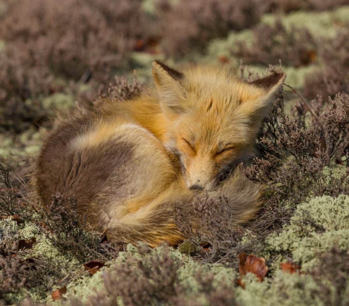 Лиса спит в лесу