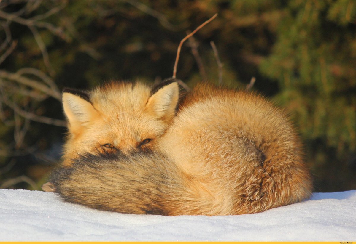 Лиса спит клубочком