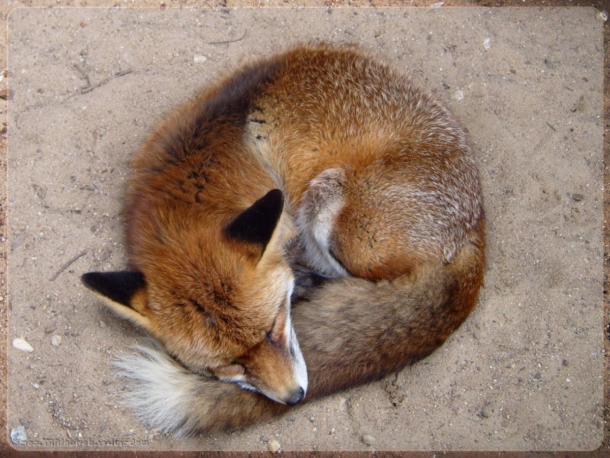Лиса свернулась клубочком