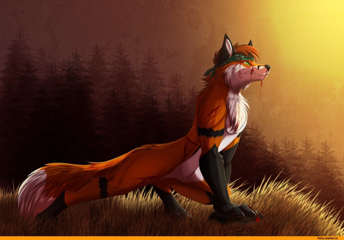 Furry feral лисы