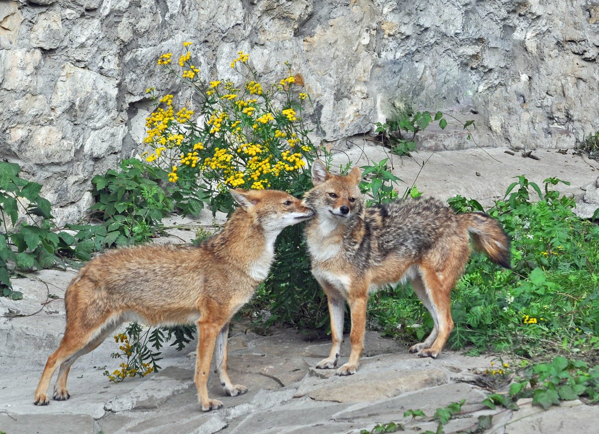 Обыкновенный Шакал (canis aureus)