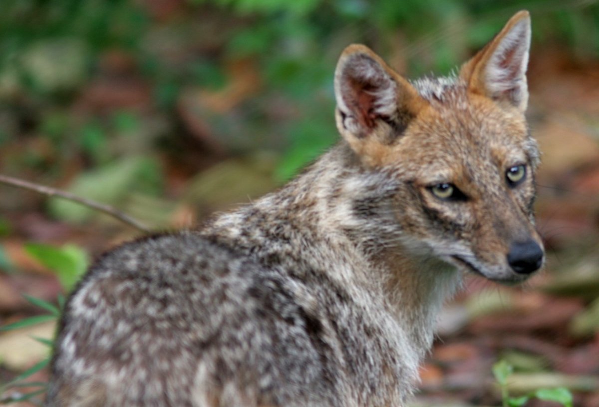 Шакалы в Азербайджане