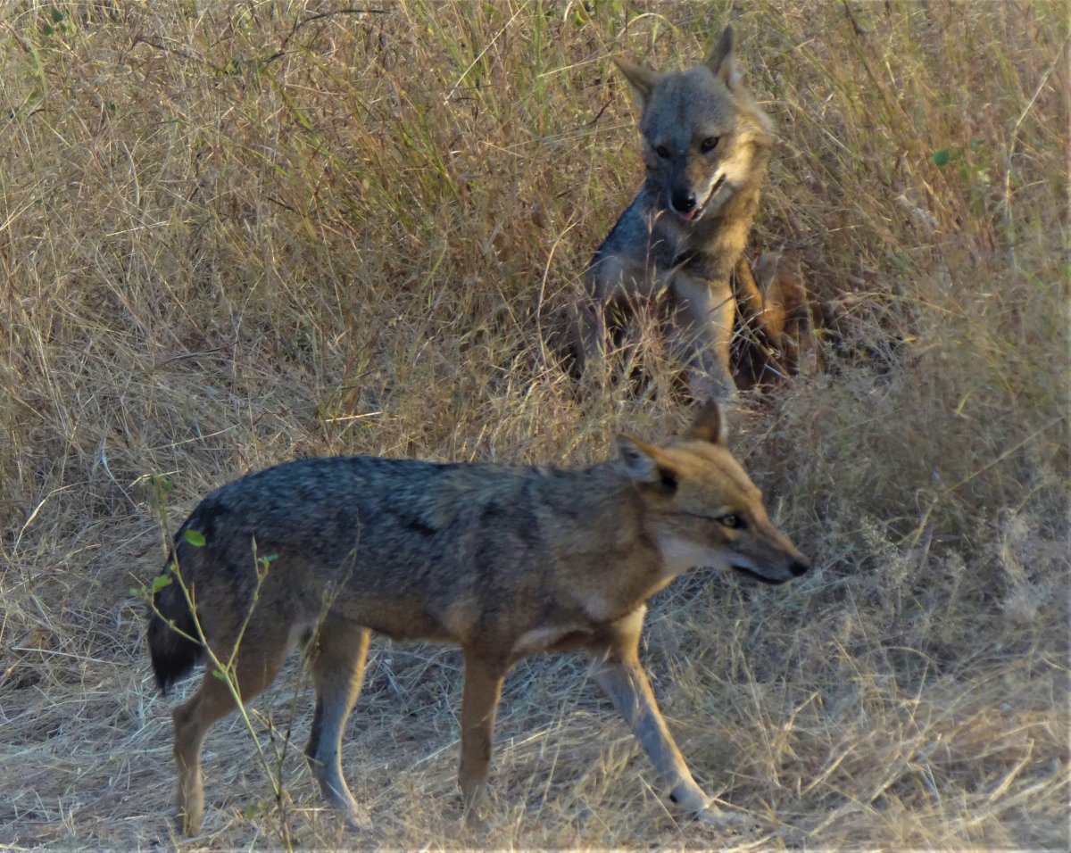 Пятнистый койот