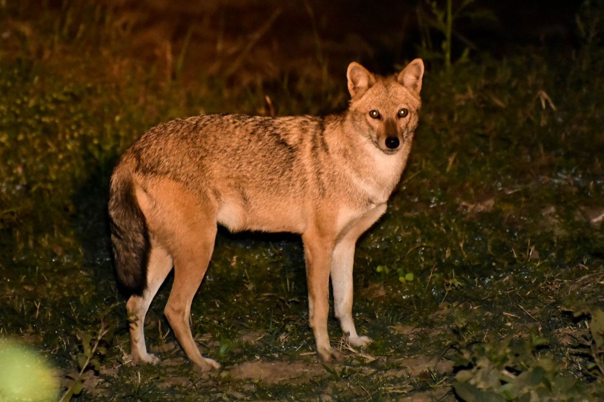 Шакал полевой