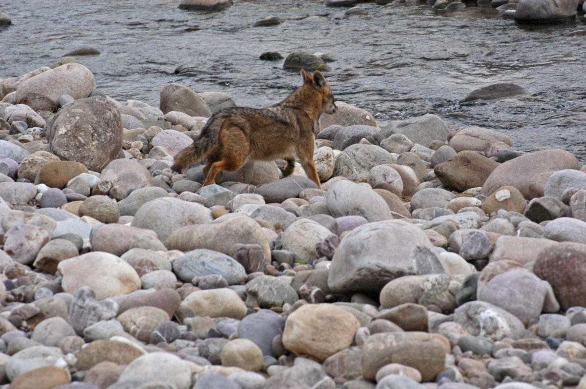 Красный Эфиопский волк