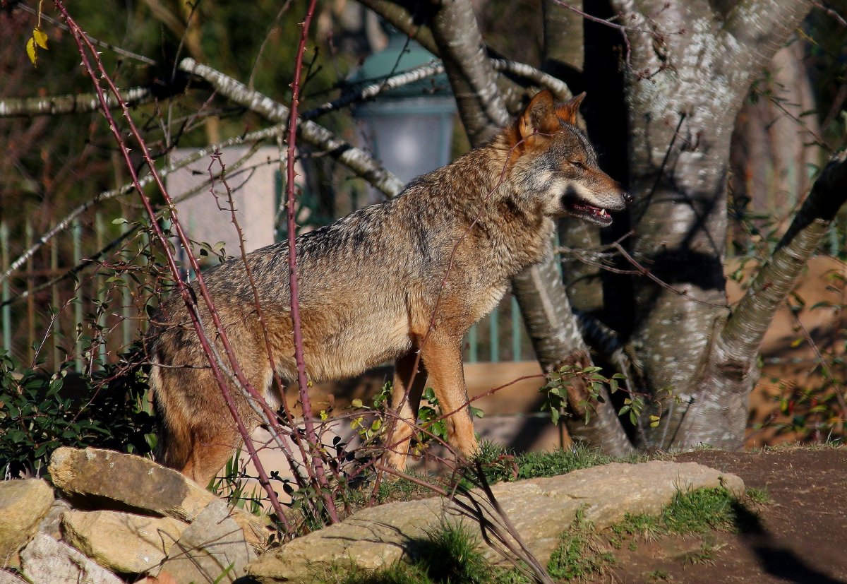 Шакалы в Абхазии
