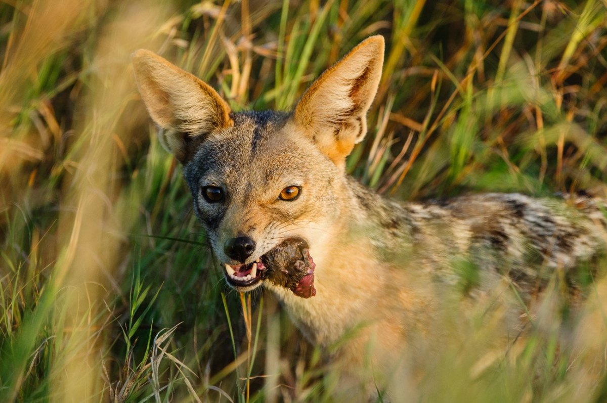 Чепрачный Шакал
