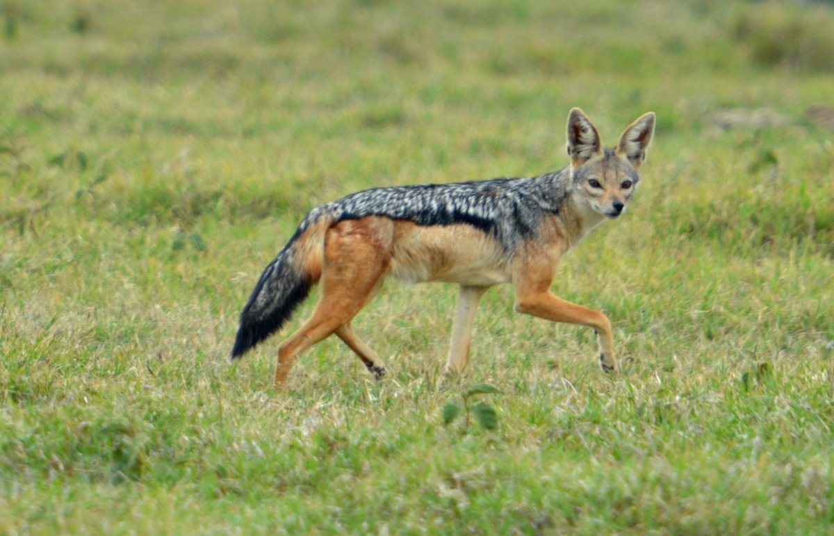 Шакал с большими ушами лиса