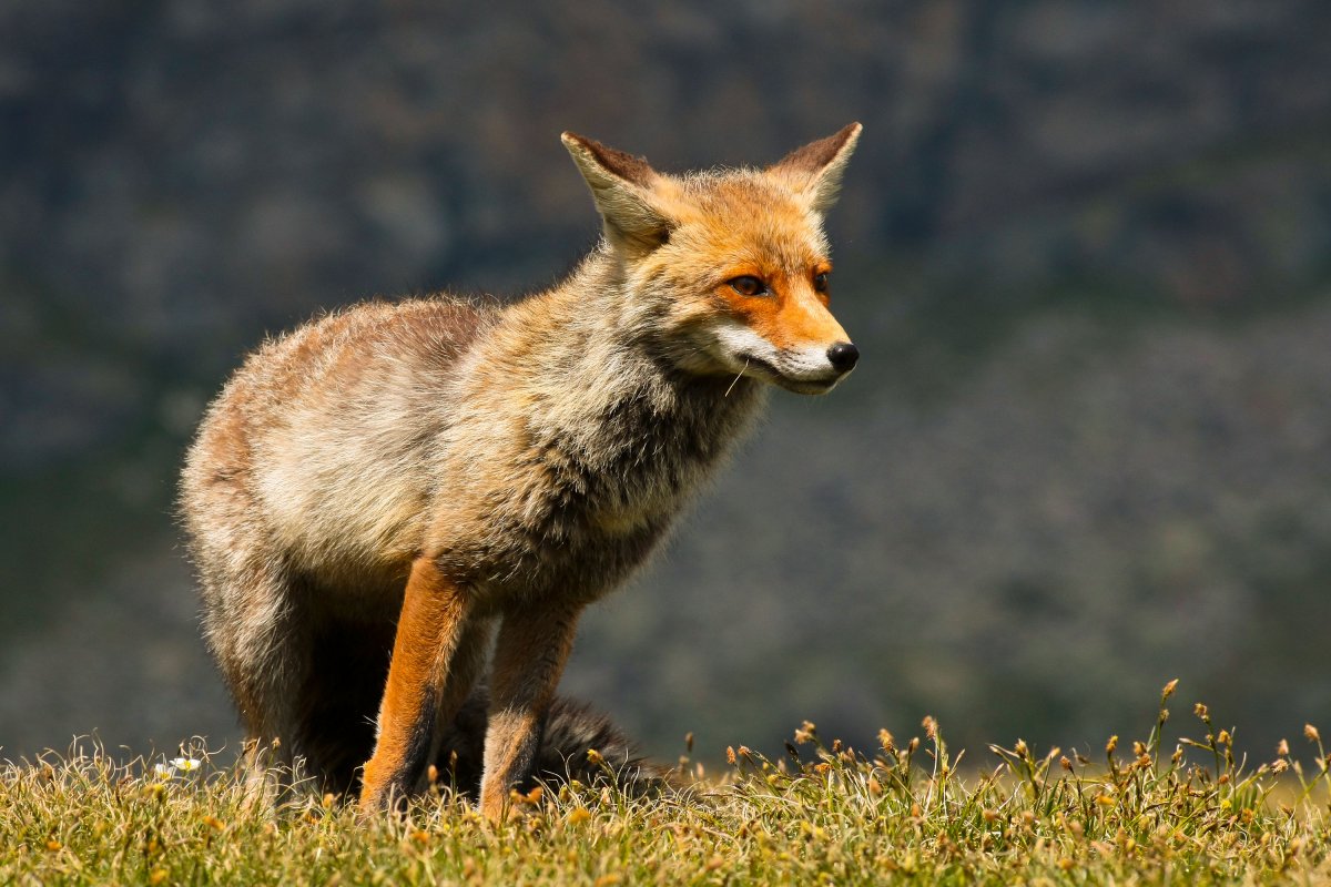 Шакалы в Абхазии